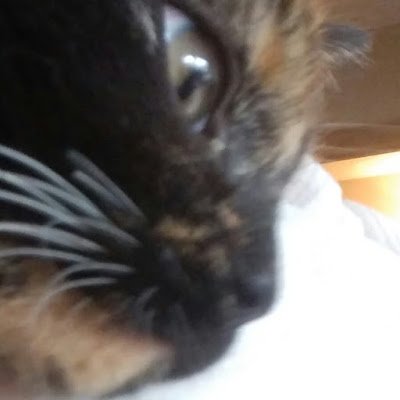 alphakitten5's profile picture. 