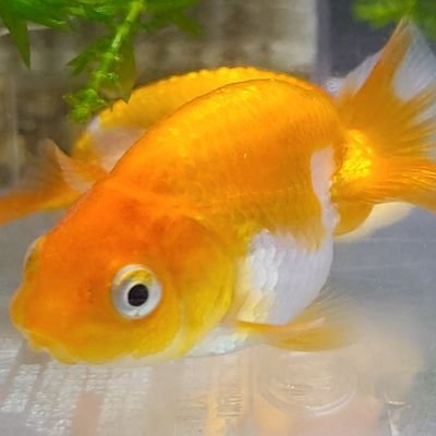 めだか大好き 家の金魚も先日松かさ病になりましたが メチレンブルーと塩で１週間様子をみていたら 無事治りましたよ その間餌をあげないでいたので 治って餌をあげたら 凄い勢いで食べていました 早く良くなりますように