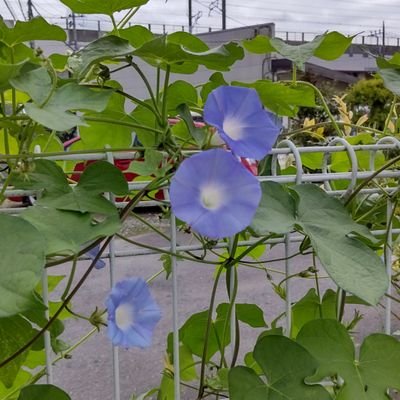 古本屋瑞鶴堂さんのプロフィール画像