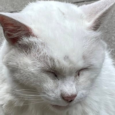 pizzacat_loveU's profile picture. ドミノピザが好きです。ネコ大好き😘