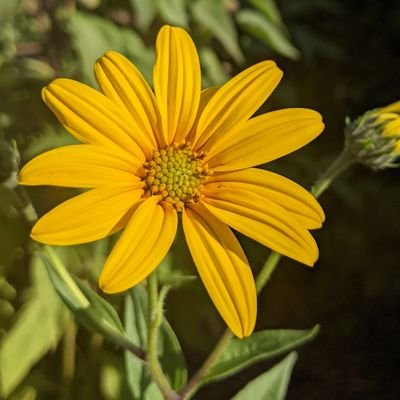 tiadsan's profile picture. 