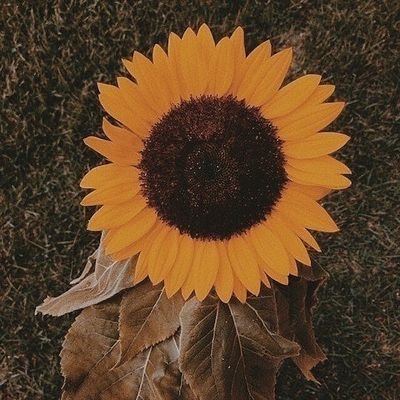 dikatungkagi__'s profile picture. mengikuti anda