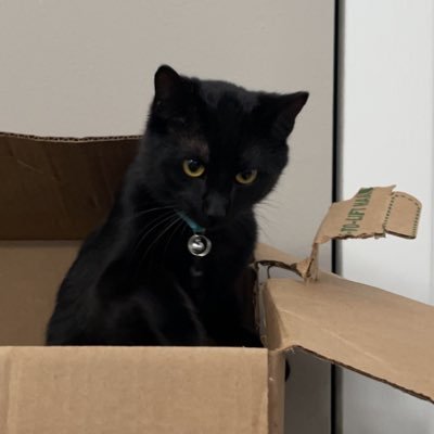 iamspookley's profile picture. i am, smaal !! i lik greneez,, head empy,! i lobv my fami,ly ! (-: brrr my sistur is @stinkydacat mom is @kloeoeoeoe dadi is @emilyxherr