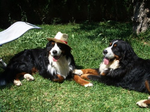 benjopujol's profile picture. 