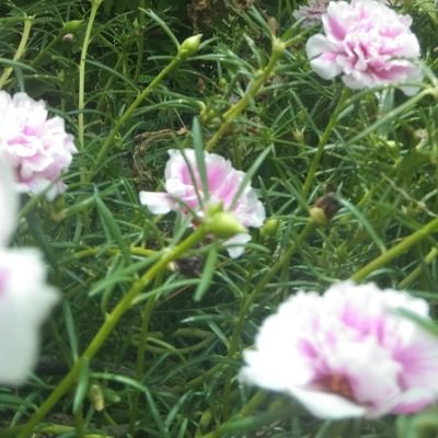 kasthur_t's profile picture. Kastur tharak 9999