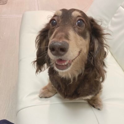 差別や虐待がなくなりますよう🙏🐶♂虎太朗11歳 /🐹♂太郎 3歳2ヶ月🌈/🐱♀ベル2歳♂ジル1歳(猫ずはお外出身）と夫婦の楽しい暮らし😊メインは🐶🐹😸愛護活動応援！無言フォロー🙇🏻‍♀️無言フォロー🆗基本DM🆖veganじゃありませんが畜産の命の扱いを問題視、プラントベース心掛けています🌿