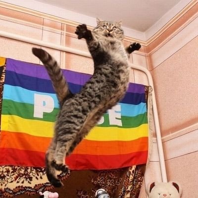 Cat Queer