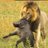 ハクナマタタ(意味深)のアイコン