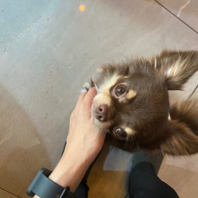 Sapaonoi's profile image