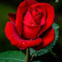 Lucky Rose (@luckyroseriegoo) 's Twitter Profile