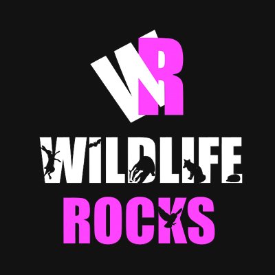 A celebration of the wildlife that surrounds us and that really does ROCK.