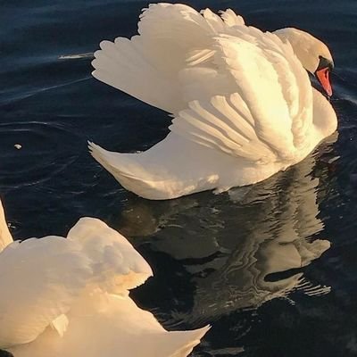 forotherslife's profile picture. A butterfly once tell me, not in my dreams, nor in the daylight, a sweet well being sentence, if you all are loved. 🦋