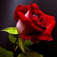 lhcendawdi (@lhcendawdi) Twitter profile photo