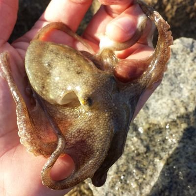 西は笠岡から東は日生の方までゆるりと海で釣りしています。ときに日本海へくり出します。拠点が北部になってからは、一回の釣行が、非常に貴重なものになってしまいました😢時々の浮上お許しください。