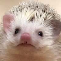 \(はvる)y-ハリネズミ (@togetogehariri) 's Twitter Profile Photo