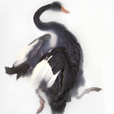 Black Swan Alpha, Quants, Paranoia Logica
