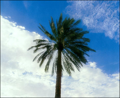 MahaAlmuhanna's profile picture. وكل كاتب يوما سيفنى ويبقي الدهر ما كتبت يداه