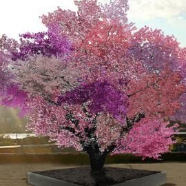 majidaBRBR's profile picture. - Tolerance is the key 🙏