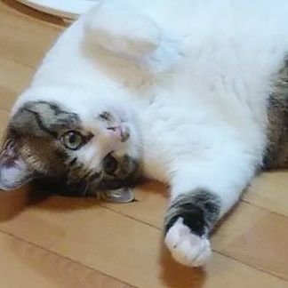 TseXXEEAm2wFBLC's profile picture. 𝕀 𝕃𝕆𝕍𝔼 ｷｬｯﾄ(*ΦωΦ)ฅ