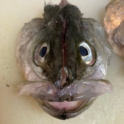 Danihorn5296's profile picture. 沼にハマりかけのアングラー