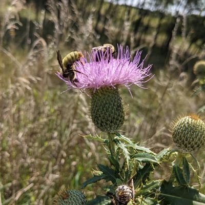 Landscape Architect, native seed grower, strawbale building survivor, prairie enthusiast