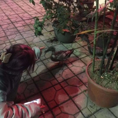 先前的研究都将目光投向聚合的半导体薄膜,因为该媒介能带来高密度的数据存储。 但是离开一个表面,这些薄膜将丧失他们的结构并分散。