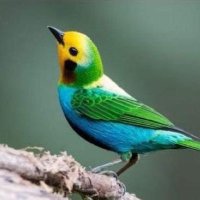 whatthewhat (@joannincognito) Twitter profile photo