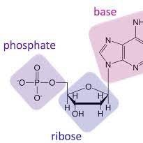 What's up I am your body's nucleic acid... I know everthing about you, even the things you don't. Shoutout my homie sugar and shoutout to the OG phosphate.