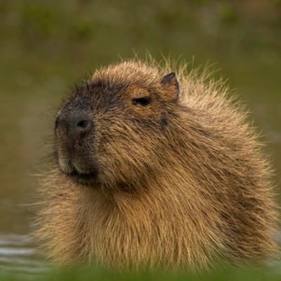 A group of anti-imperialist, anti-capitalist, capybara friends advocating for real climate justice and calling out bullshit from #COP26. #UprootTheSystem