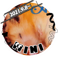 Roteさん🐾MINI(@rote_ini) 's Twitter Profile Photo