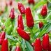 Virginia Pepper Co (@pepper9co) Twitter profile photo Virginia Pepper Co (@pepper9co) Twitter profile photo
