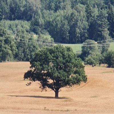 nevis_nika's profile picture. Aut non rem temptes aut perfice