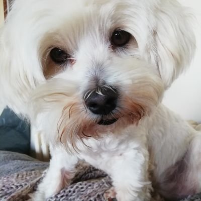 TickleMyTumdogs Profile Picture