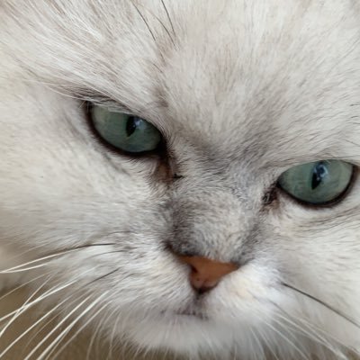 pochanonkomochi's profile picture. 