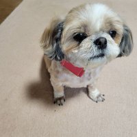昼姫 (@00_hiruhime) 's Twitter Profile