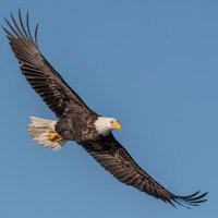 Birdneck ES(@BirdneckES1) 's Twitter Profile Photo