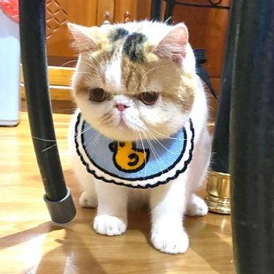 Hello! I’m mochi bubul. 🎀cant everyone stop call me ‘reza arap’🚨🚩 akun mochi bersama anak, cucu dan juga mantu