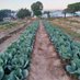 Daramombe Fresh Produce (@freshdaramombe) Twitter profile photo Daramombe Fresh Produce (@freshdaramombe) Twitter profile photo
