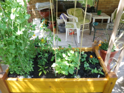 DLURBANFARMS's profile picture. Helping individuals and families grow their own food!