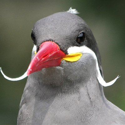 zfc_jp's profile picture. YouTubeチャンネル「動物園フレンズちゃんねる Zoo Friends Channel」（https://t.co/ACv9D4vBM7）の公式BOTです。動物園・水族館で撮影した15,000本以上の動画の中から抜粋して定期的に呟きます。英語版（@zfc_jp_en）管理（@kemosnow）HP（https://t.co/robrpINnDp）