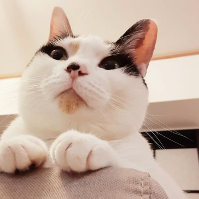 福岡で猫共生賃貸住宅の準備中😄
地域でいろんなつながりを作りながら進めていきたいと思います。
保護猫3にゃんと暮らしています😺😺😺
よろしくお願いします🌟
#保護猫 #殺処分ゼロ #猫共生 #猫リノベ #ねこリノベ