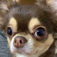 GO MIKAMI@トライアップ正社員エンジニア募集中(チワワ大好き) (@tryup20210930) 's Twitter Profile