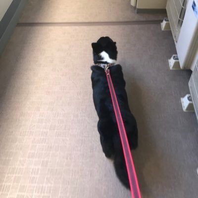 t14127008's profile picture. たぶんコーギーイッヌの仲間 、通りすがりの人々からほぼMix犬だと思われ毎日を過ごす黒く逞しい2020年9月11日生まれ静岡出身男の子。体重17.6kg(※2023/3月更新)のNICEボディ。ダイエット2.6kg成功😭