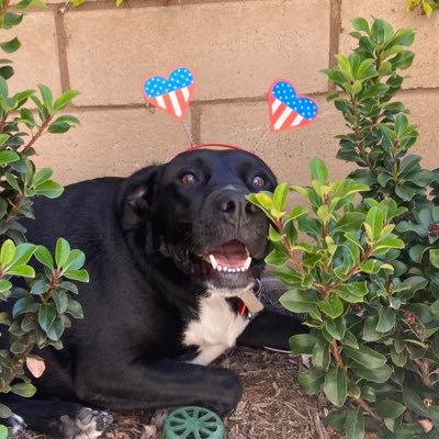 morgieporgieee's profile picture. 