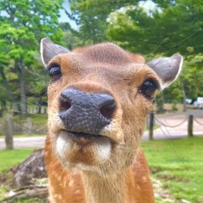 奈良公園で出会った鹿さんの写真を毎朝投稿しています。youtubeチャンネルの方も宜しくお願いします。