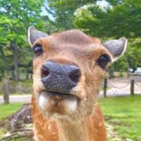 鹿達の日常　【nara deer channel】(@naradeerphots) 's Twitter Profile Photo