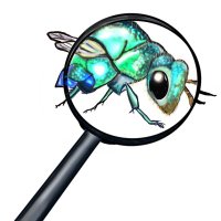 Insect Investigators(@InsectInvestig8) 's Twitter Profile Photo