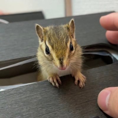 しまりすページ まぢ無理リス化しよ！ (@hontonimazimuri) / X