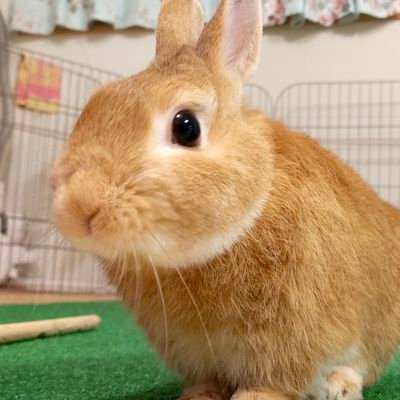 びっくりおめめのむぎさん 最後のむぎさんの姿でいつも癒やされてます うさぎ ネザーランドドワーフ びっくりおめめのむぎさん びっくり Youtube うさぎ動画 癒し かわいい うさぎのいる暮らし うさぎのいる生活 うさぎ好き Rabbit Bunny