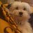 OpieTheDog's profile image
